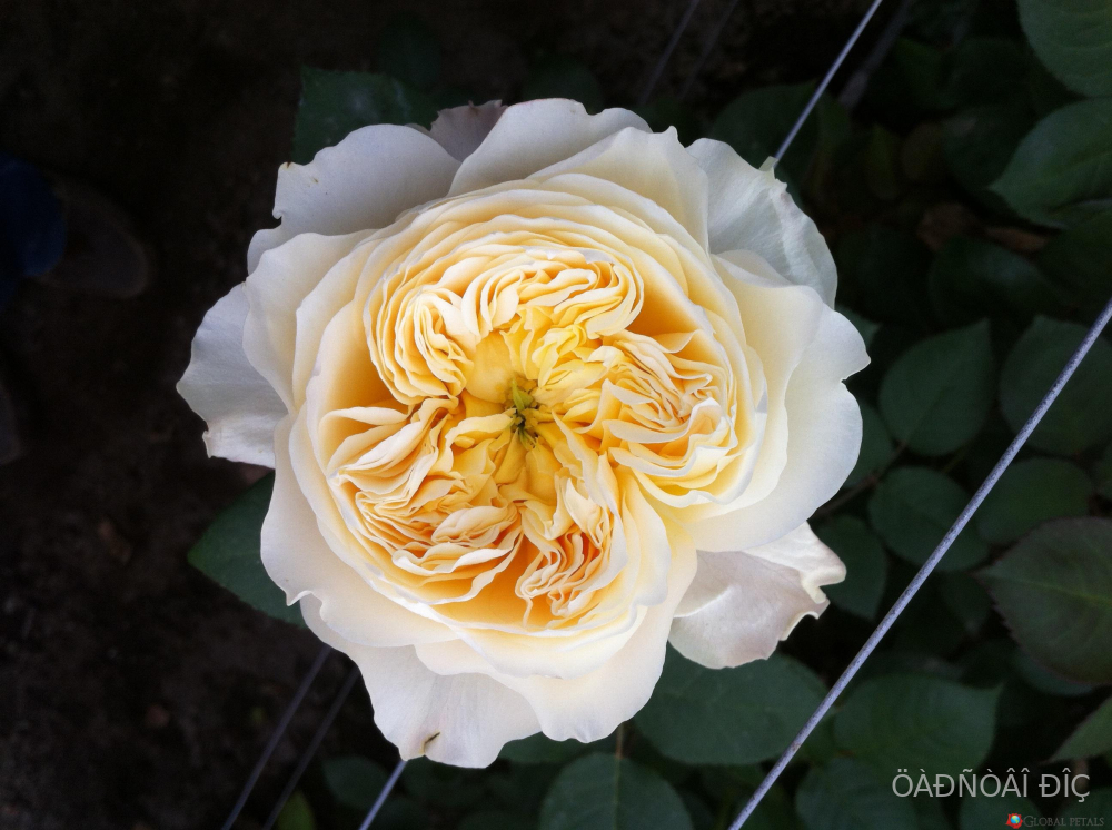  (Beatrice)