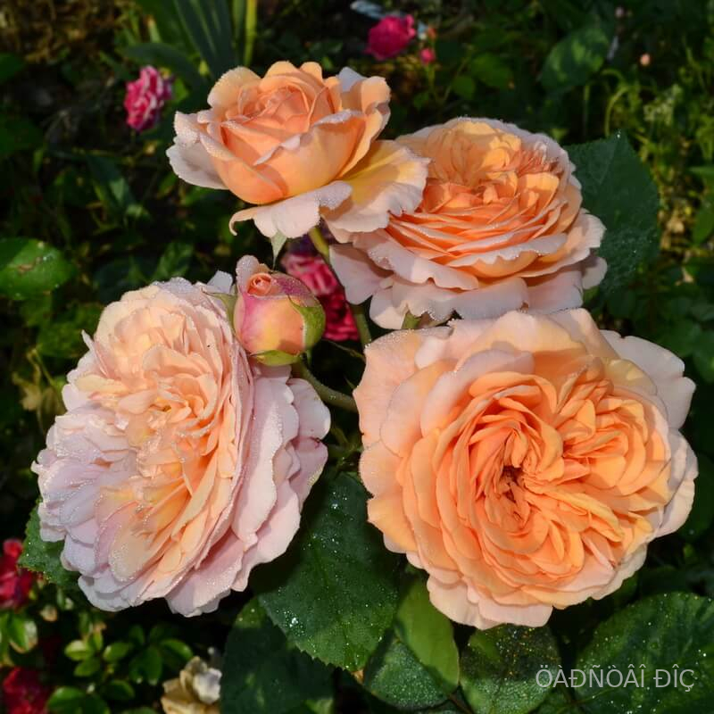    (Crown Princess Margareta)