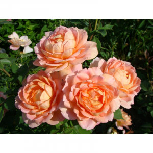    (Lady Of Shalott )