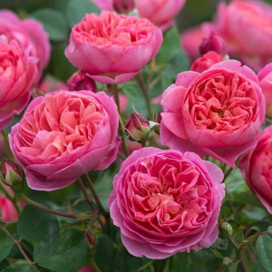  (Boscobel)