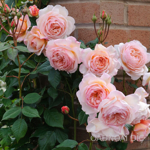    (A Shropshire Lad)