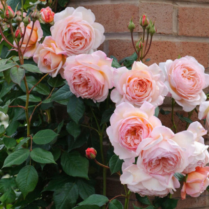    (A Shropshire Lad)