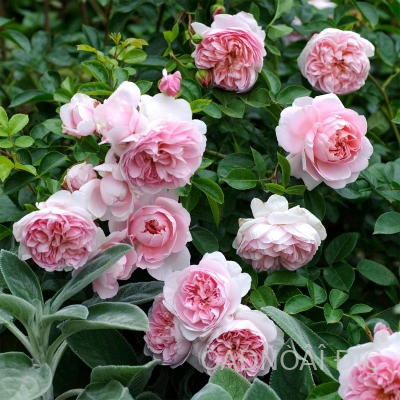    (The Wedgwood Rose)