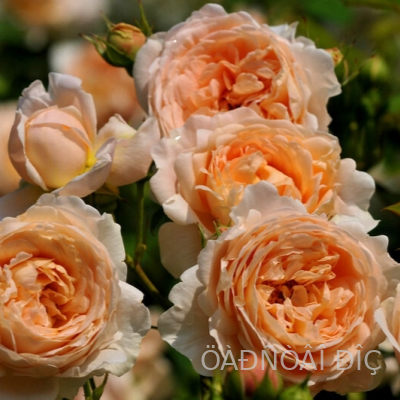   (Ambridge Rose)