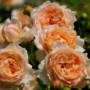   (Ambridge Rose)