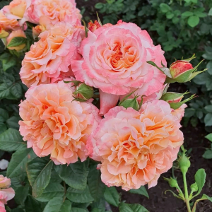   (Augusta Luise)