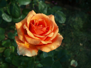  (Ashram)