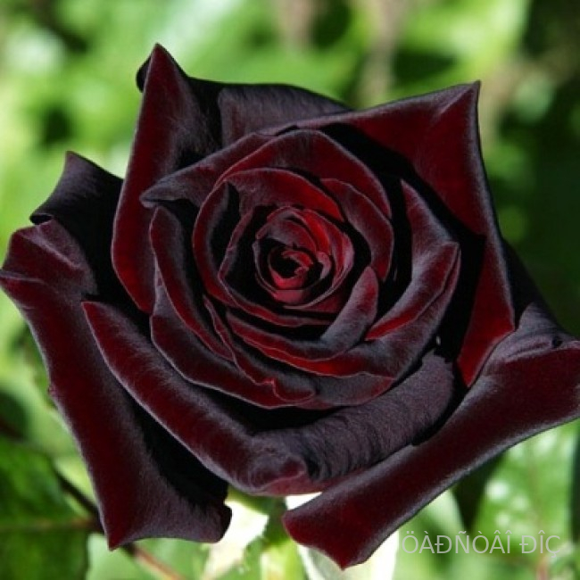   (Black Baccara)