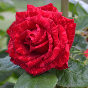   (Red Intuition)