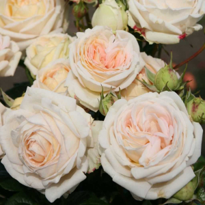   (Madame Anisette)