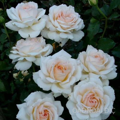   ( Chandos Beauty )
