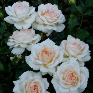   ( Chandos Beauty )