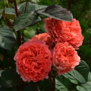  (Etrusca)