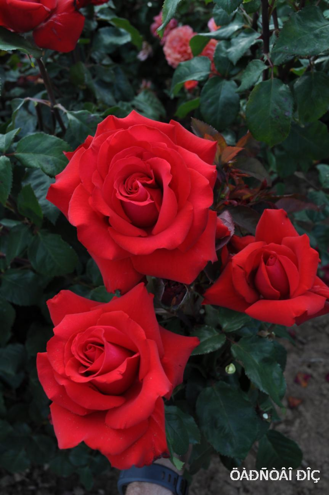   (Grande Amore)
