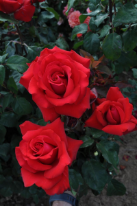   (Grande Amore)