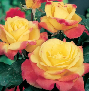  (Horticolor)