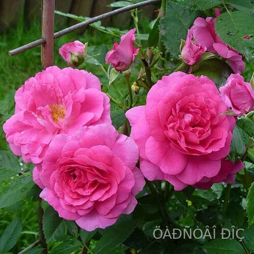   (Morden Centennial)