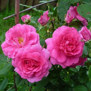   (Morden Centennial)