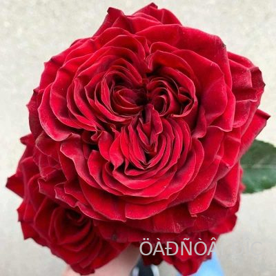   (Mayras Red)