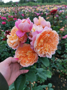  (Impressionist)