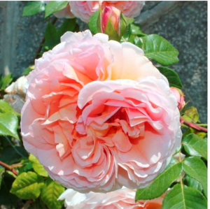   (Comtesse de Woronzoff)