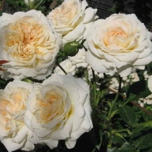      (Mon Jardin et Ma Maison)