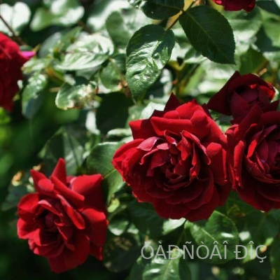  (Highgrove)
