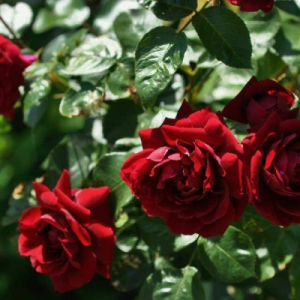  (Highgrove)