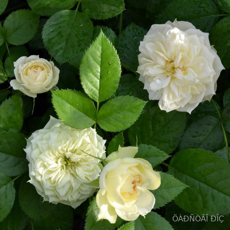  (Blanchette)
