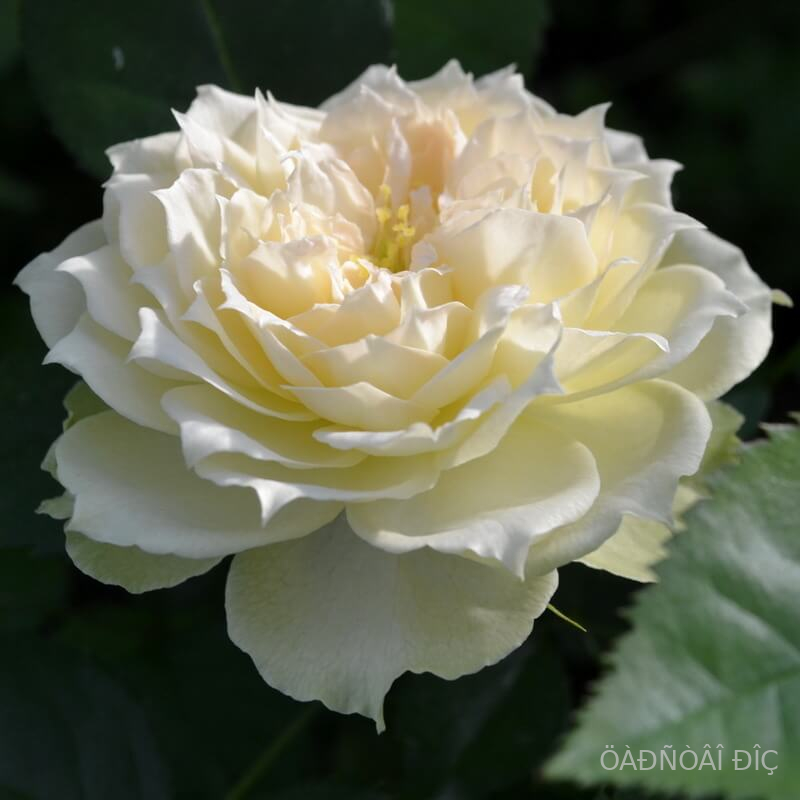  (Blanchette)
