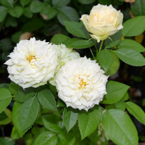  (Blanchette)