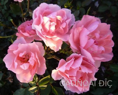    (Jardins de France)