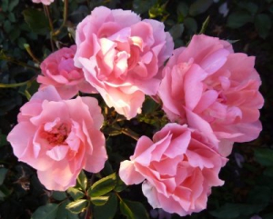    (Jardins de France)