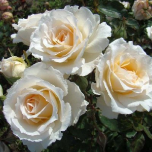  (Poustinia)