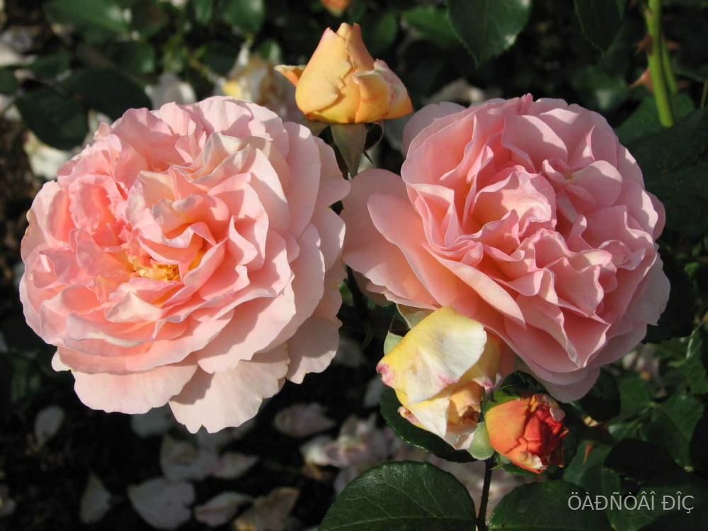   (Sangerhauser Jubilaumrose)