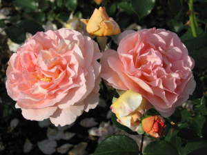   (Sangerhauser Jubilaumrose)