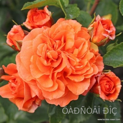  (Orangerie)