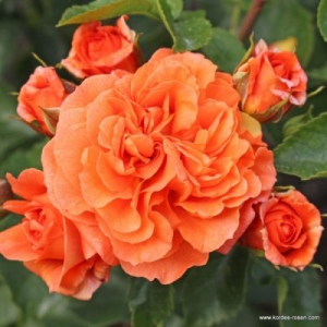  (Orangerie)