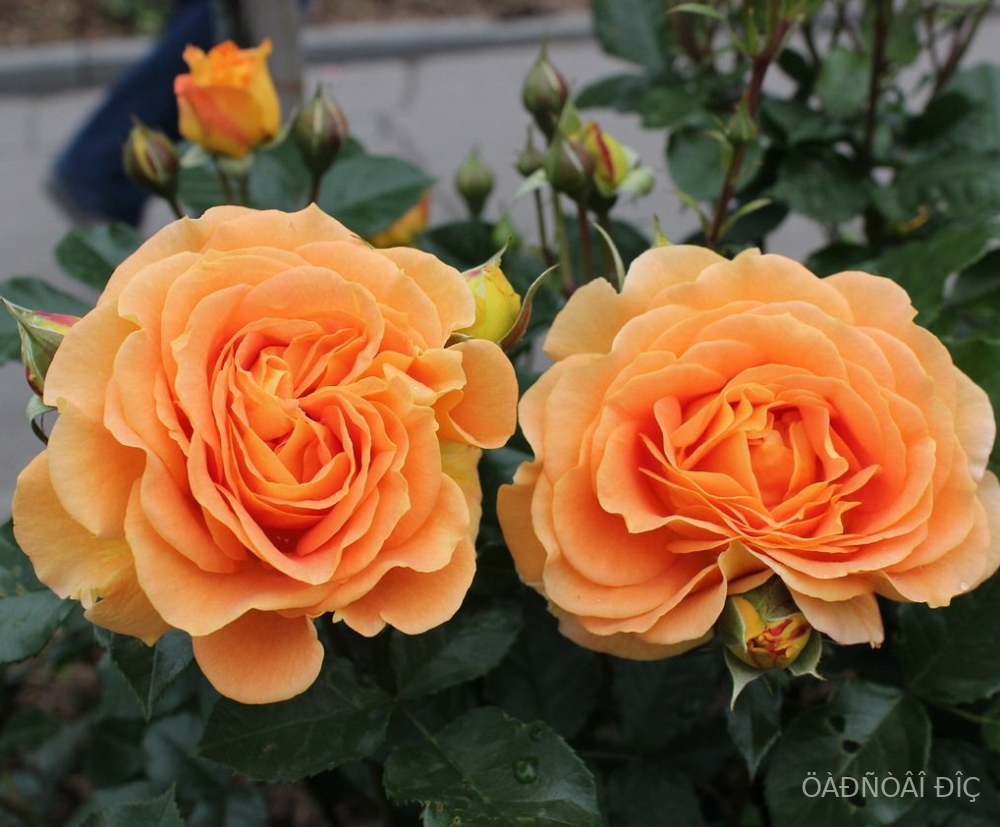  ( ) (Goldelse)