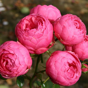(Pomponella)