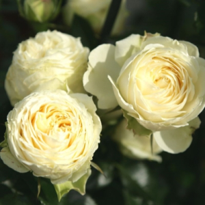   (Lemon Rokoko)
