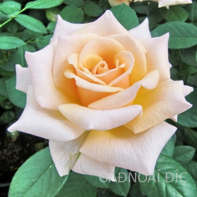    (Caron Keating Rose)