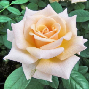    (Caron Keating Rose)