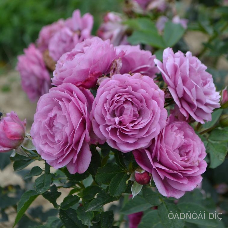   (Rose Thelma).