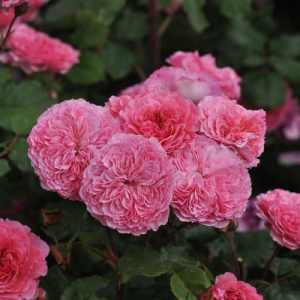   (Katarina Frayla)