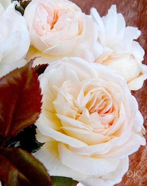    (White Fox Rose)