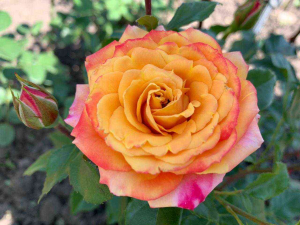  (Gartenspass)