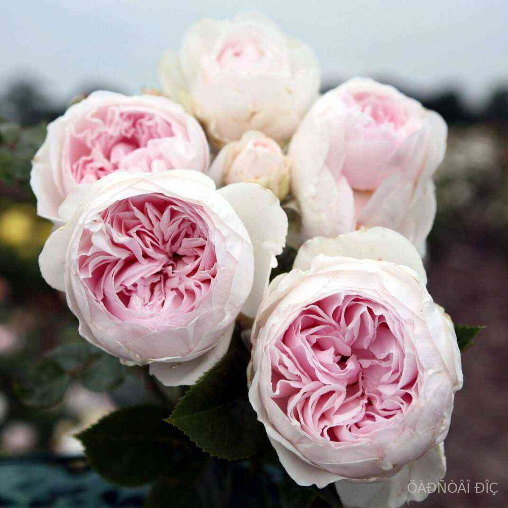   (Herzogin Christiana)