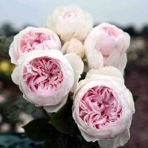   (Herzogin Christiana)