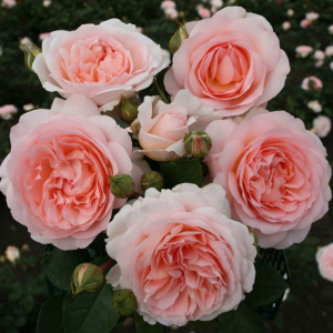 (Marchenzauber)